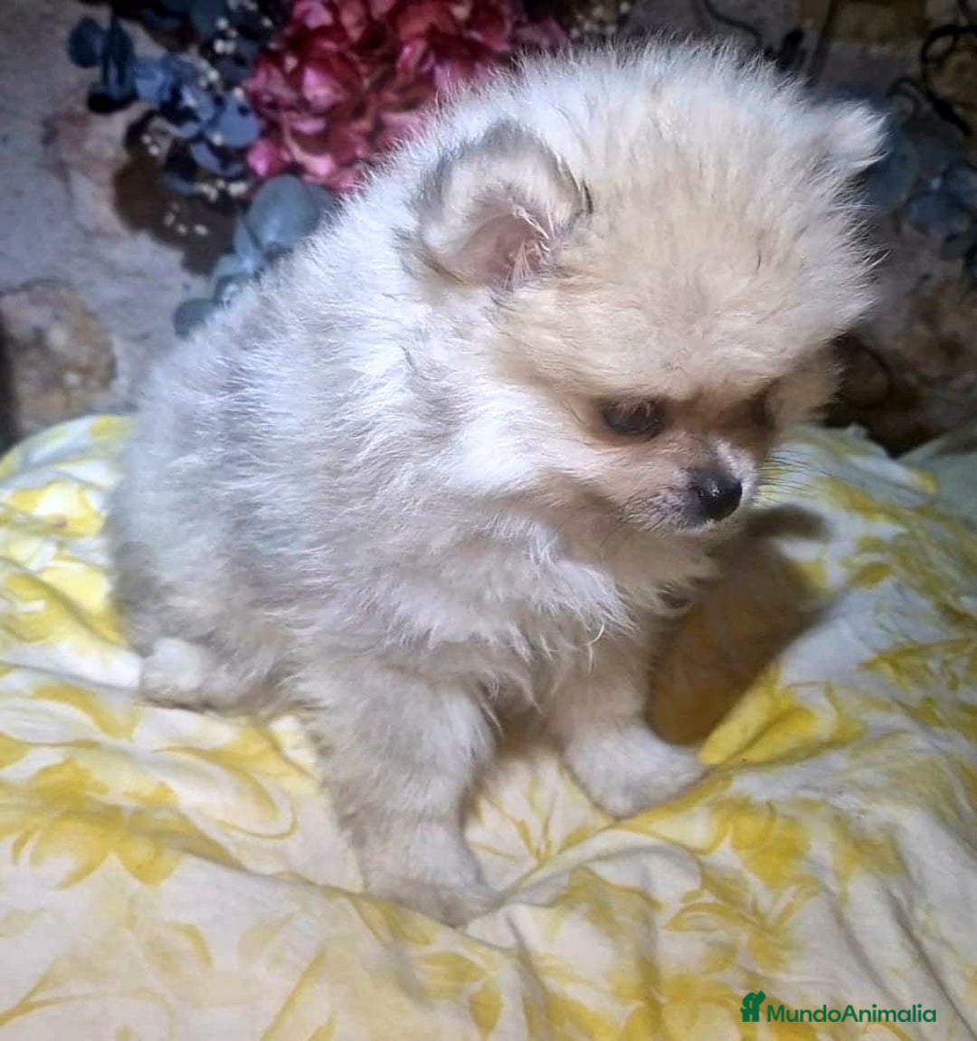 Pomerania perros en venta: Pomerania 50% linea rusa - Imagen 2