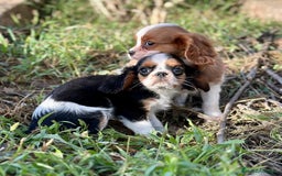 Cavalier King Charles Spaniel perros en venta: Cavaller king  - Imagen 9