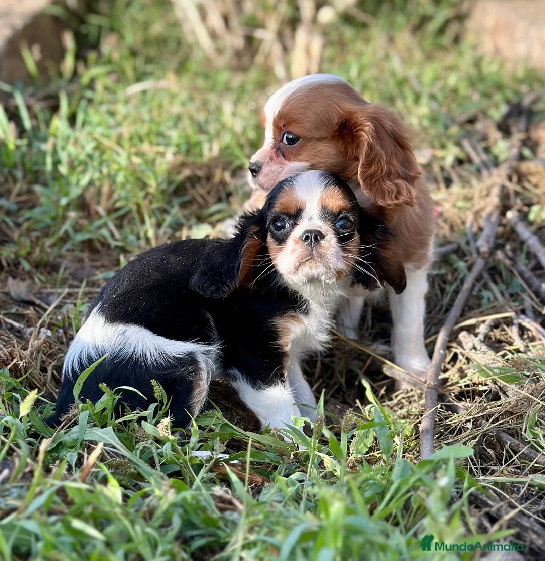 Cavalier King Charles Spaniel perros en venta: Cavaller king  - Imagen 9