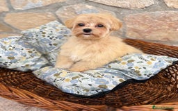 Maltipoo perros en venta: Maltipoo hembra disponible  - Imagen 4