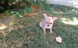Chihuahua perros en venta: Chihuahua  - Imagen 3