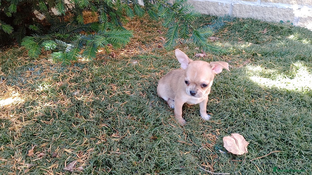 Chihuahua perros en venta: Chihuahua  - Imagen 3