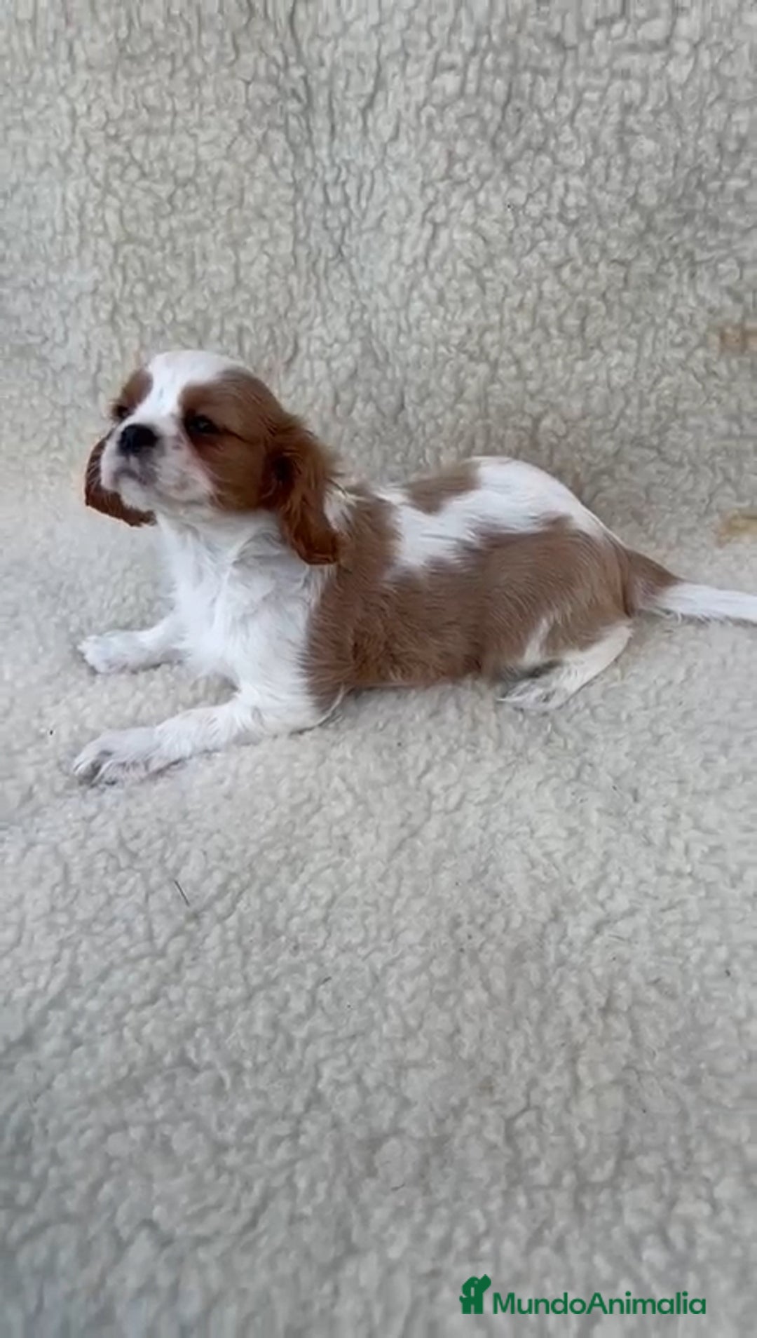 Cavalier King Charles Spaniel perros en venta: Cavalier  - Imagen 1