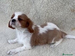 Cavalier King Charles Spaniel perros - Anuncio 10