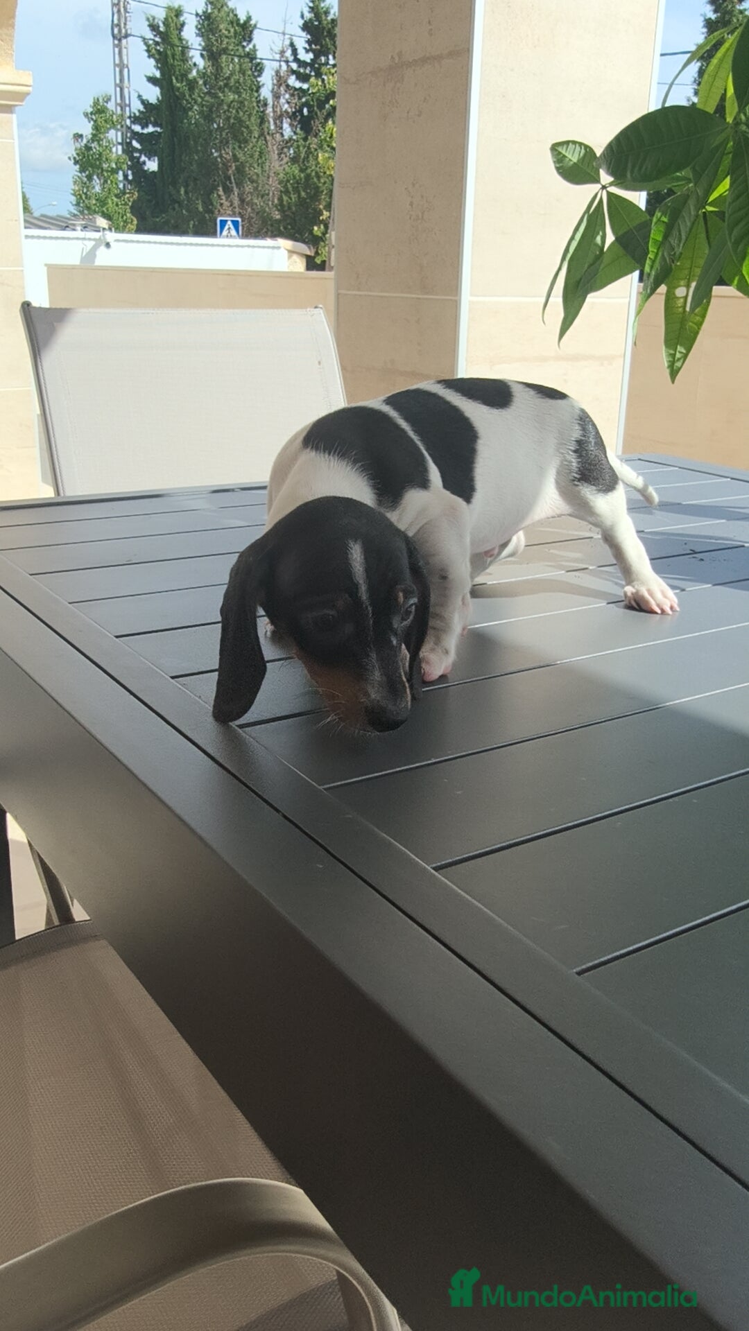 Teckel Miniatura perros en venta: Teckel pielbad mini ♂️ - Imagen 6