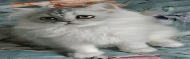 Persa 1