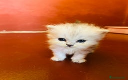 Persa gatos en venta: Gatos Persa camada - Imagen 2