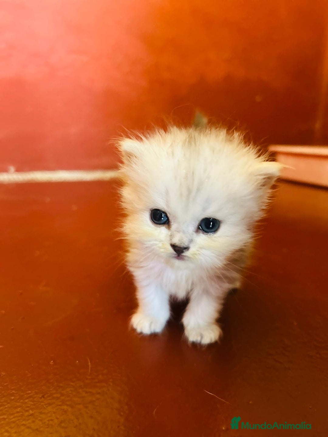 Persa gatos en venta: Gatos Persa camada - Imagen 2