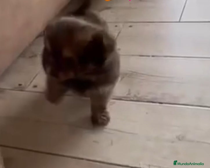 Chihuahua perros Yorkshire hembra peluda - Anuncio 1