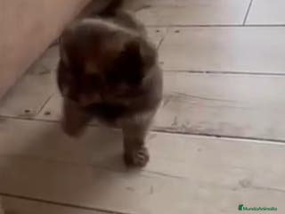 Chihuahua perros Yorkshire hembra peluda - Anuncio 1