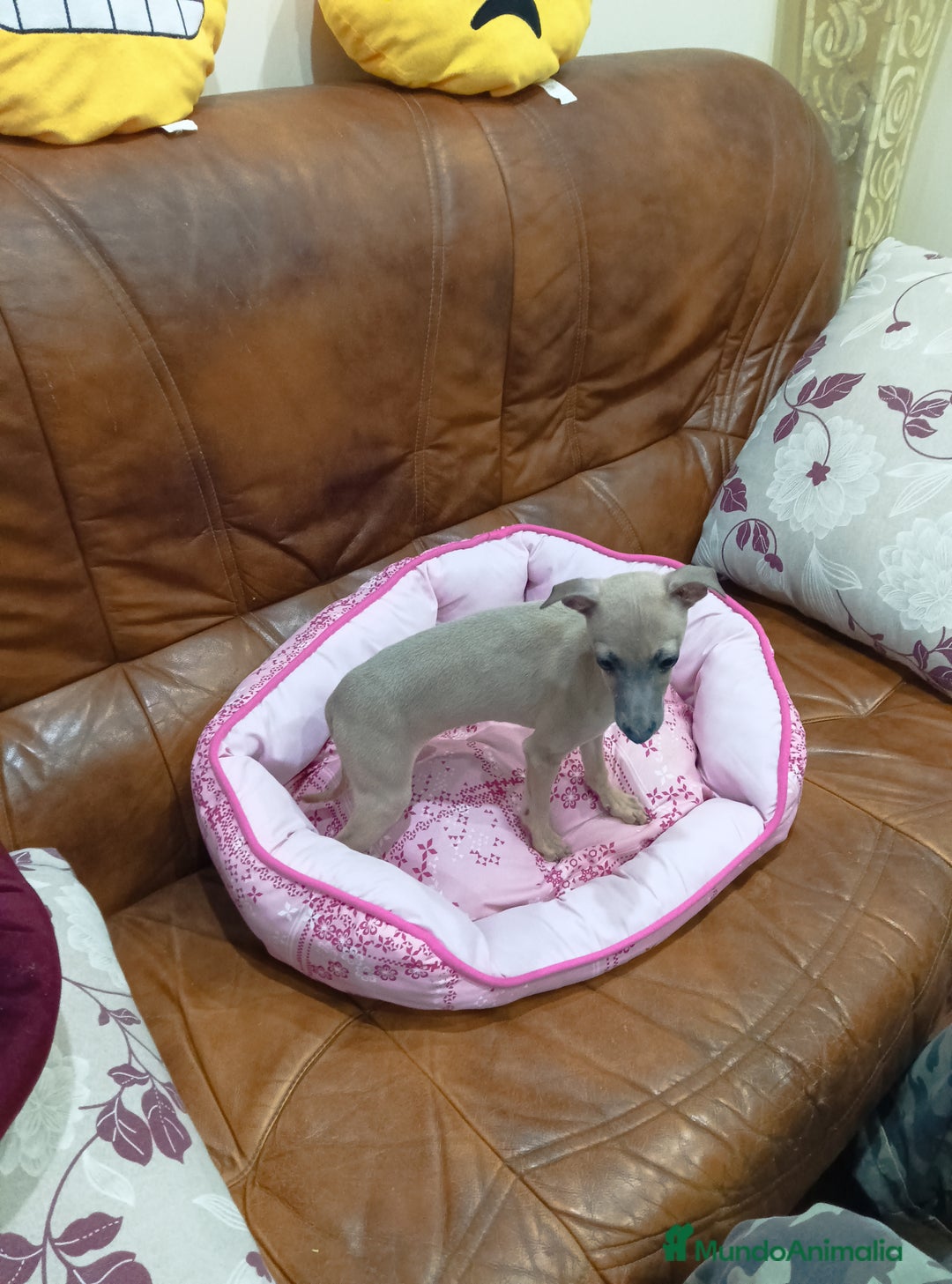 Pequeño Lebrel Italiano perros en venta: Piccolo lebrel  - Anuncio 4