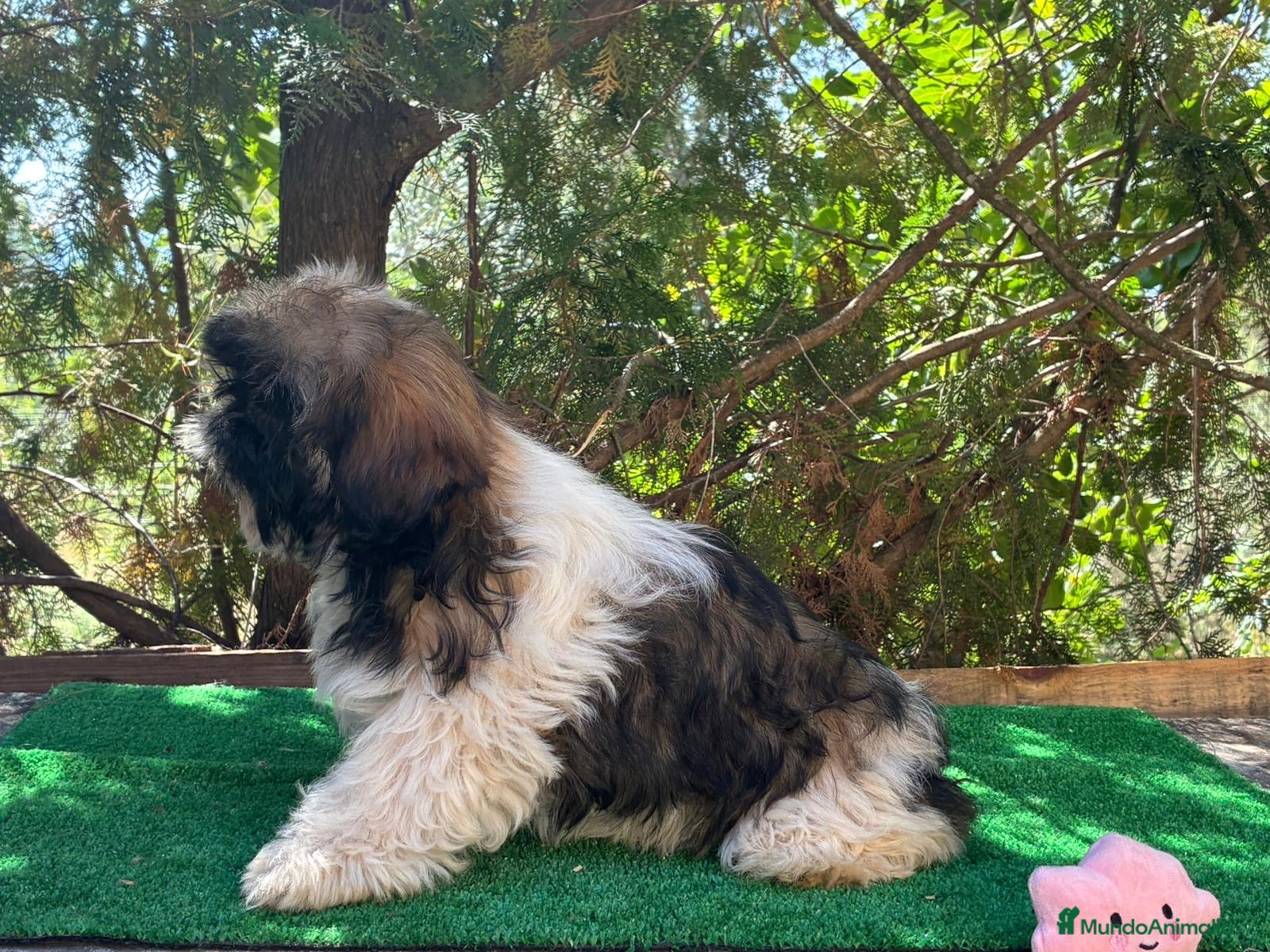 Shih Tzu perros Shih tzu - Anuncio 2