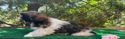 Shih Tzu perros en venta: Shih tzu - Anuncio 2
