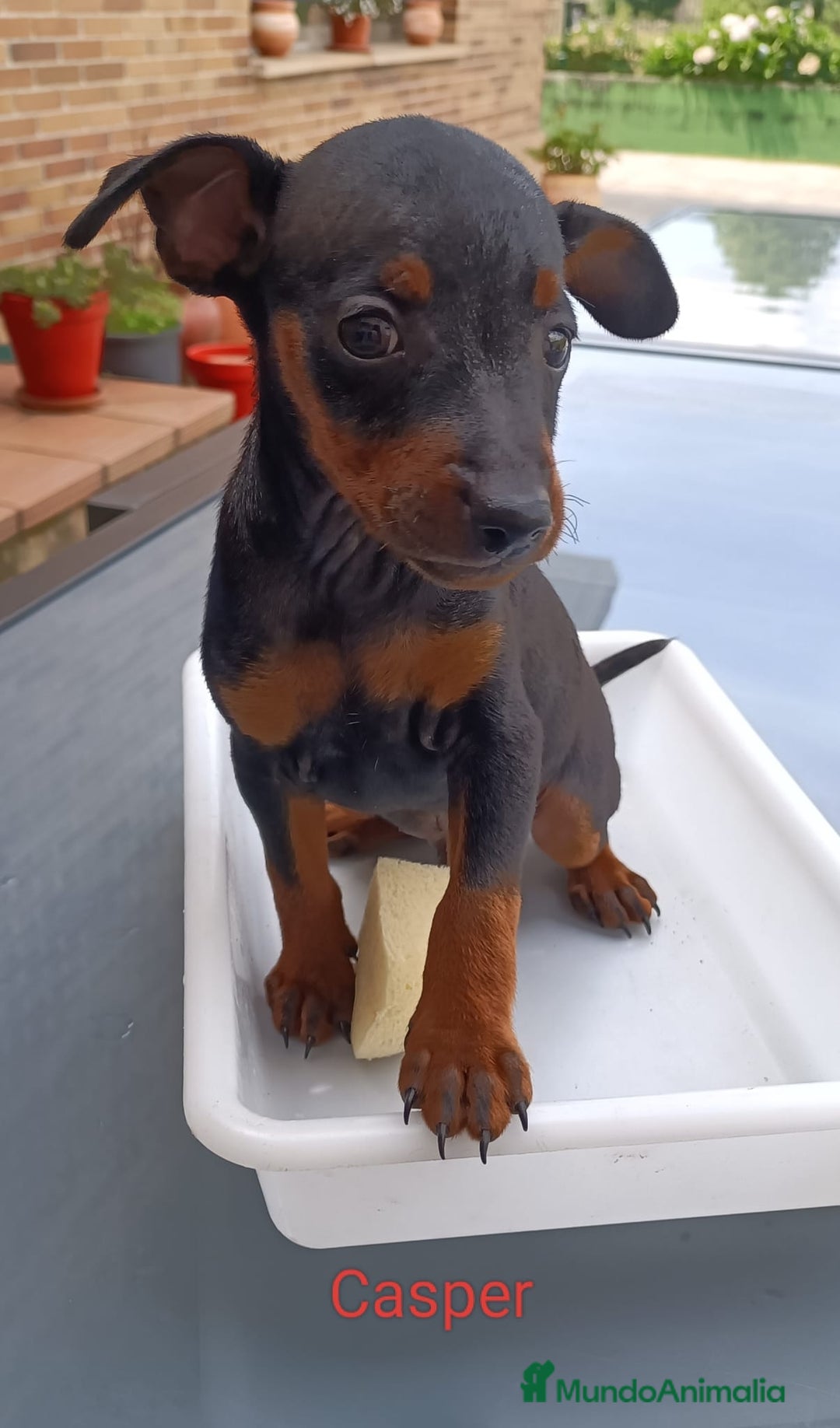 Pinscher Miniatura perros en venta: Pinscher Miniatura  - Imagen 14