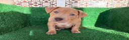 American Pit Bull Terrier perros en venta: pitbull - Anuncio 17