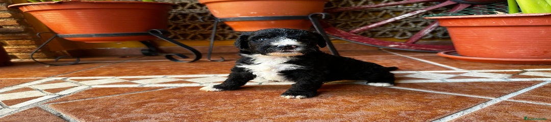 Perro de Agua Español Cachorro 1