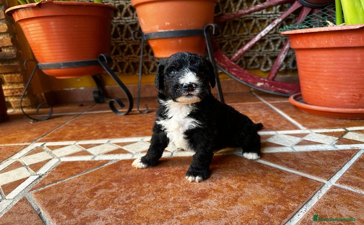 Perro de Agua Español perros - Propaganda 7