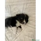 Border Collie perros BORDER COLLIE PUPPY ( ENVIO GRATIS )  - Anuncio 2