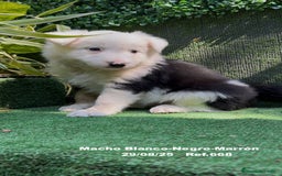 Border Collie perros en venta: Border Collie De Villa Biznaga - Imagen 15
