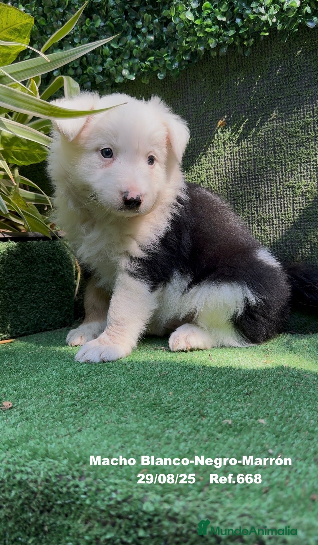Border Collie perros en venta: Border Collie De Villa Biznaga - Imagen 15