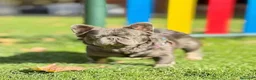 Bulldog Francés perros en venta: Bulldog Frances fluffy - Anuncio 5
