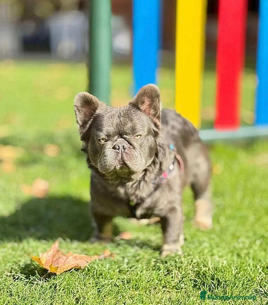 Bulldog Francés perros en venta: Bulldog Frances fluffy - Anuncio 5