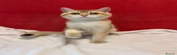 Británico de Pelo Corto gatos en venta: Precioso British Golden dorado - Anuncio 6