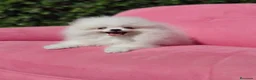 Pomerania perros en venta: Pomerania  - Anuncio 1