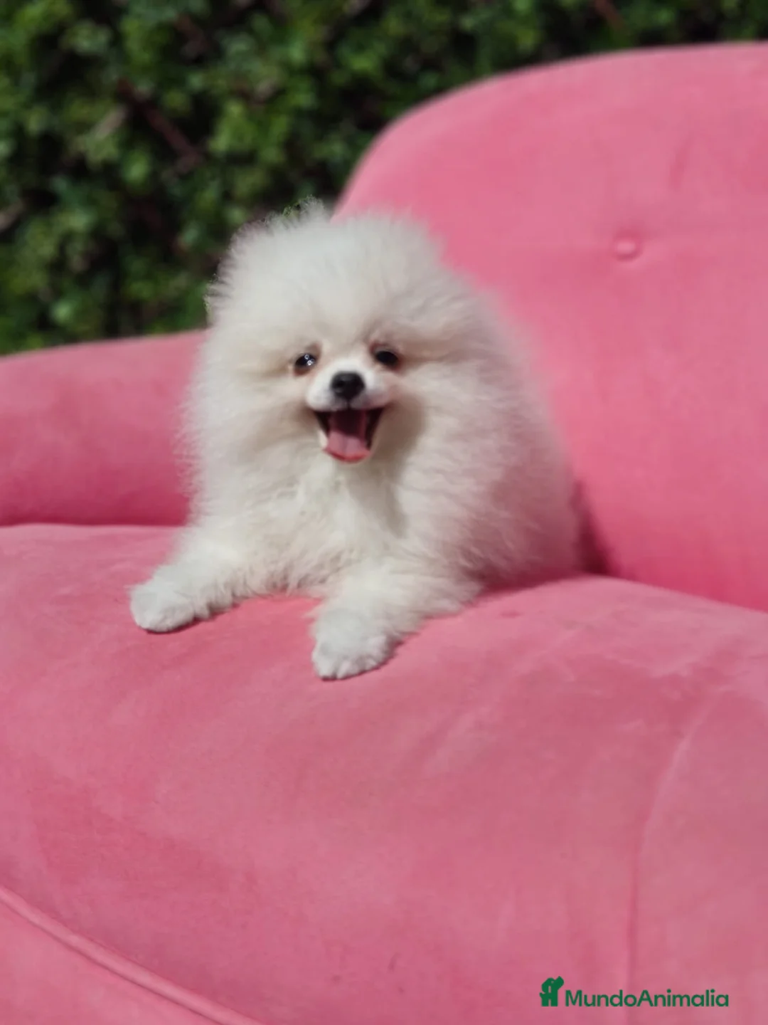 Pomerania perros en venta: Pomerania  - Anuncio 1