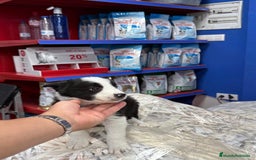 Border Collie perros en venta: Cachorros Border Collie 450€ ¡PRECIO REAL! - Anuncio 7