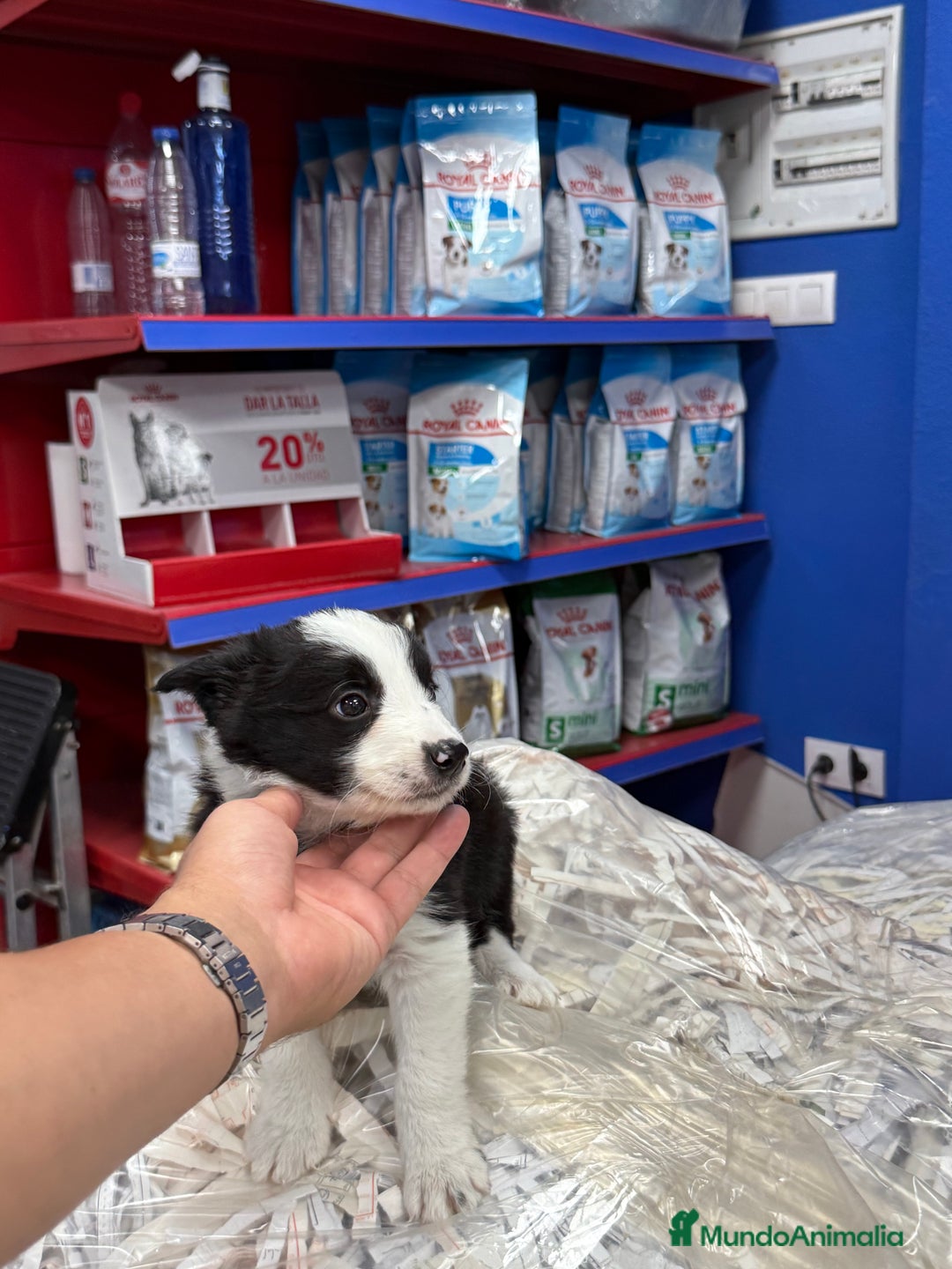 Border Collie perros en venta: Cachorros Border Collie 450€ ¡PRECIO REAL! - Anuncio 7