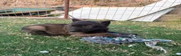 Pastor Belga Malinois perros en venta: PASTOR BELGA MALINOIS - Anuncio 12