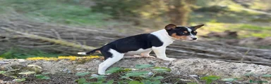 Basenji macho tricolor