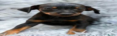 Pinscher Miniatura 2
