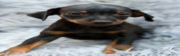 Pinscher Miniatura perros en venta: Camada mini pinscher🐾 - Anuncio 2