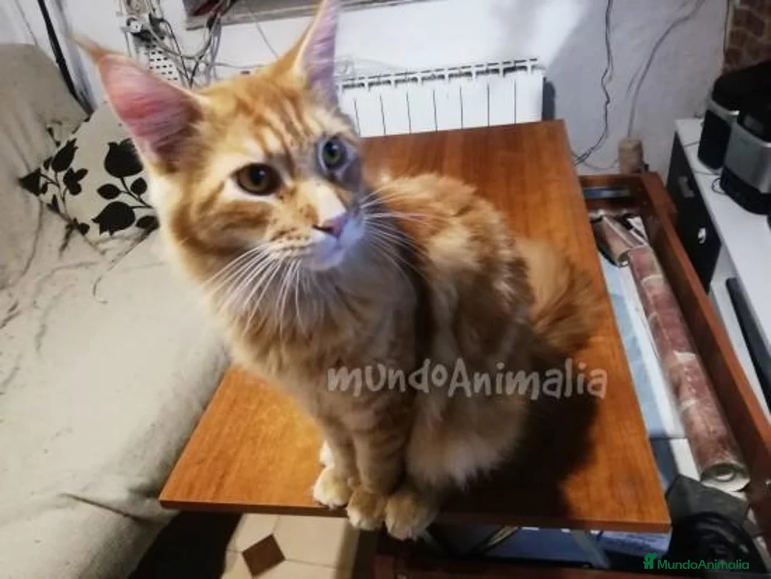 Imagen de galería {{count}}