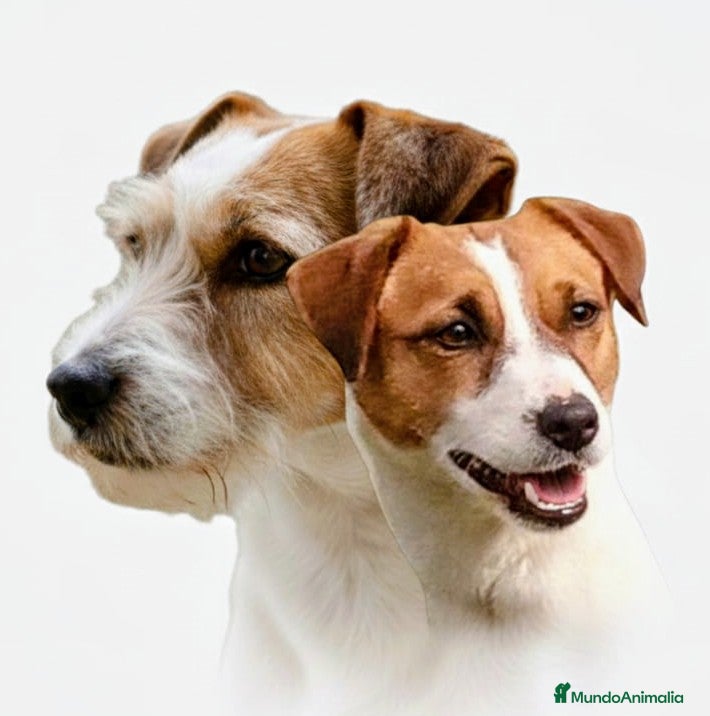 Jack Russell Terrier perros Camada de Jack Russell terrier - Anuncio 11