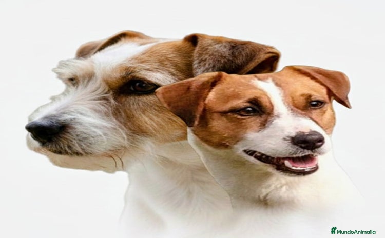 Jack Russell Terrier perros Camada de Jack Russell terrier - Anuncio 6