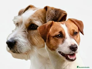 Jack Russell Terrier perros Camada de Jack Russell terrier - Anuncio 6