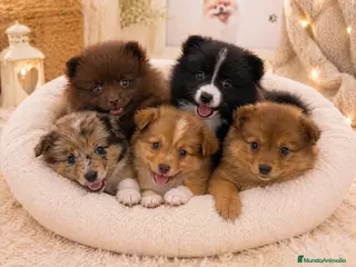 Border Collie perros Border Collie disponibles – colores únicos ✨ - Anuncio 4