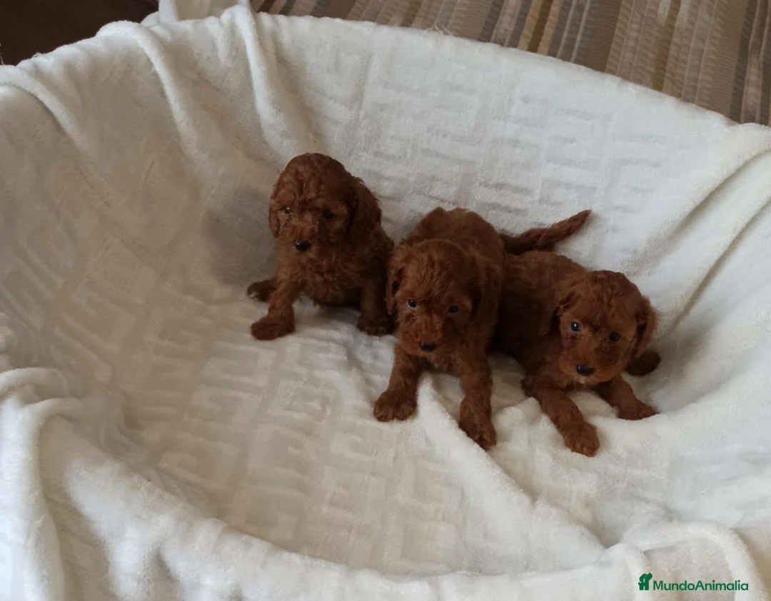 Caniche Toy perros en venta: ‼️‼️CANICHES 50% ASIÁTICOS - Anuncio 1