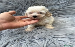 Maltipoo perros en venta: Maltipoo toy  - Imagen 5