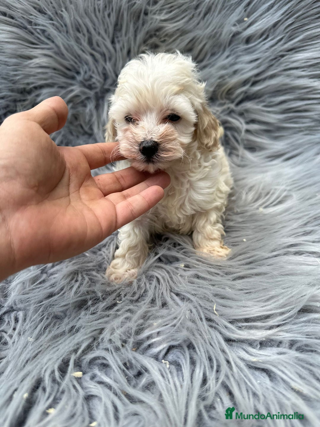 Maltipoo perros en venta: Maltipoo toy  - Imagen 5