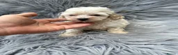 Maltipoo perros en venta: Maltipoo toy  - Anuncio 5