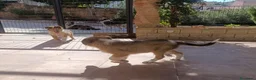 Collie de Pelo Largo perros en venta: Rough collie  - Anuncio 9