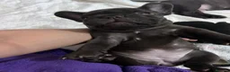 Bulldog Francés perros en venta: Bulldog francés  - Anuncio 3