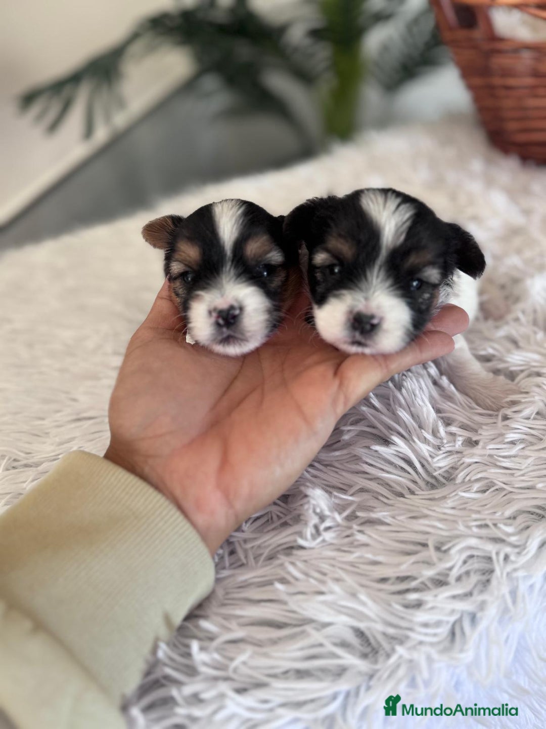 Yorkshire Terrier perros en venta: YORKSHIRE BIEWER - Anuncio 15