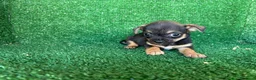 Chihuahua perros en venta: chihuahua - Anuncio 8