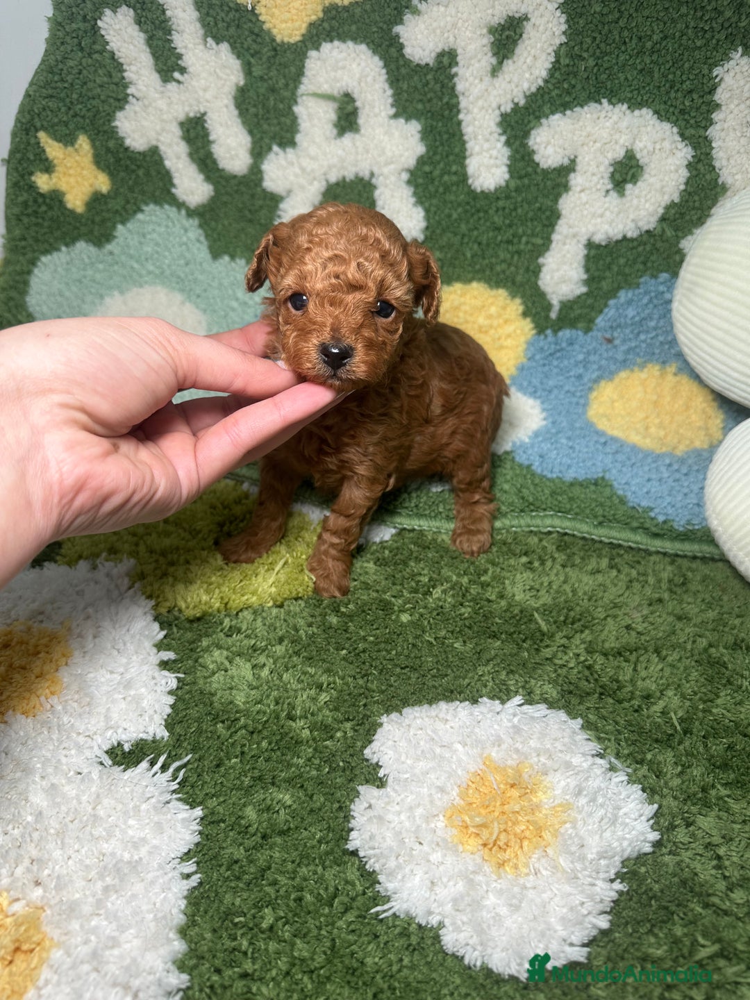 Caniche Toy perros en venta: Caniche Teacup - Anuncio 4