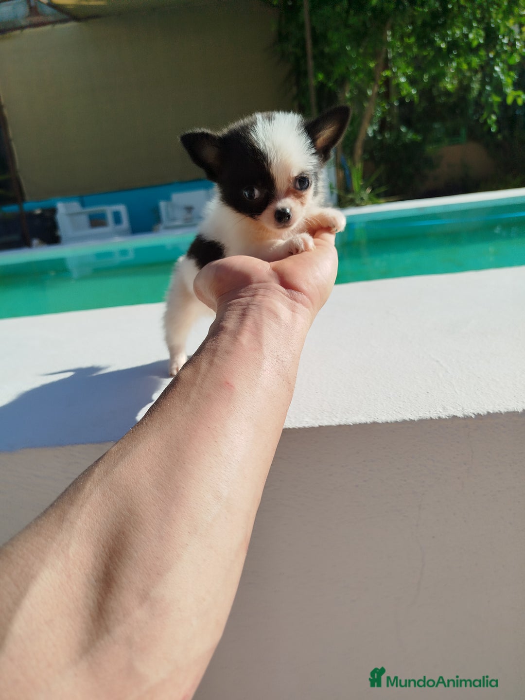 Chihuahua perros en venta: Chihuahua toy  - Imagen 1
